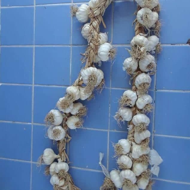 Pata de Ajo Chileno - imagen 2