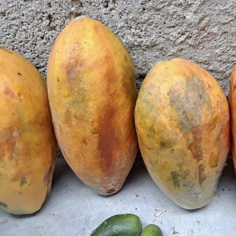Seleccion de Frutas (10 lbs) - imagen 5