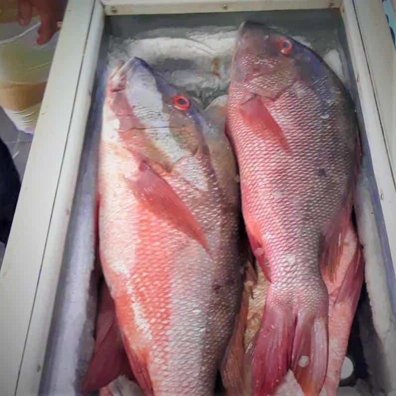 Pescado de Mar (4 lbs) - imagen 2