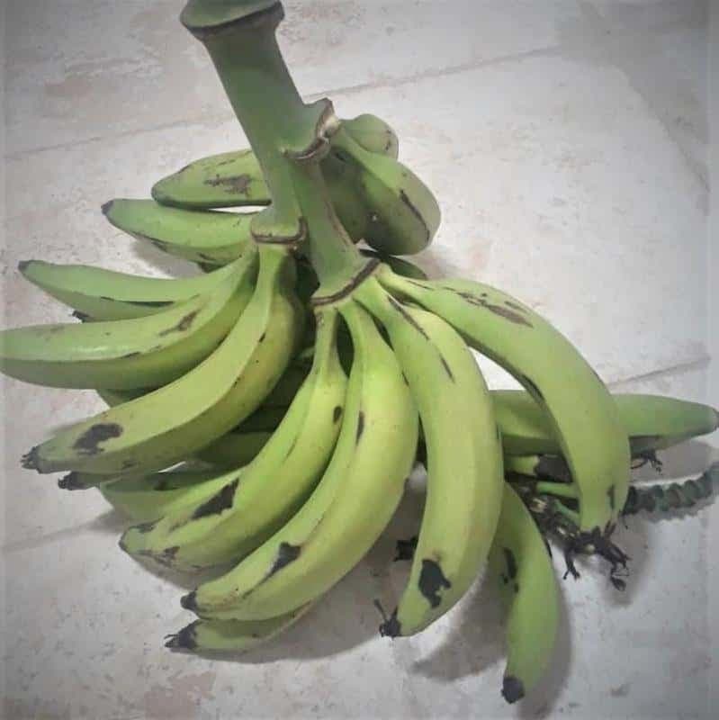 Platano Vianda (3 Unidades) - imagen 2